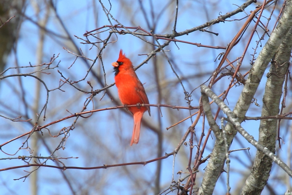 Male northern cardinal singing