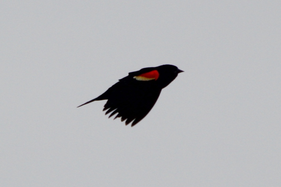 Male red-winged blackbird in flight