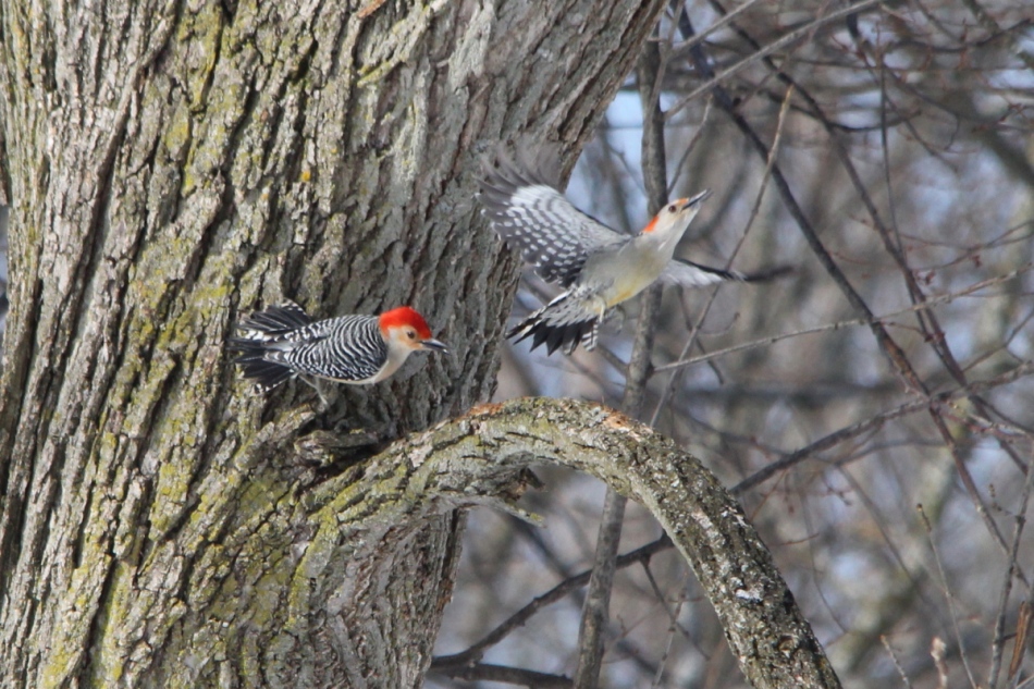 Male red-bellied woodpecker chasing female
