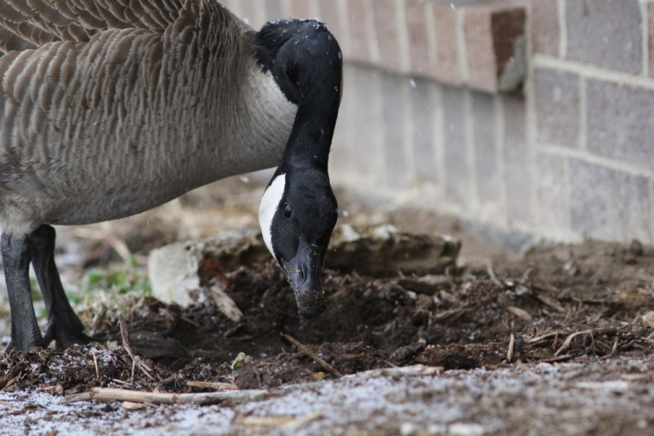 Canad goose digging