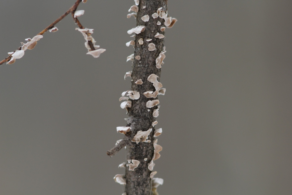 Small lichens