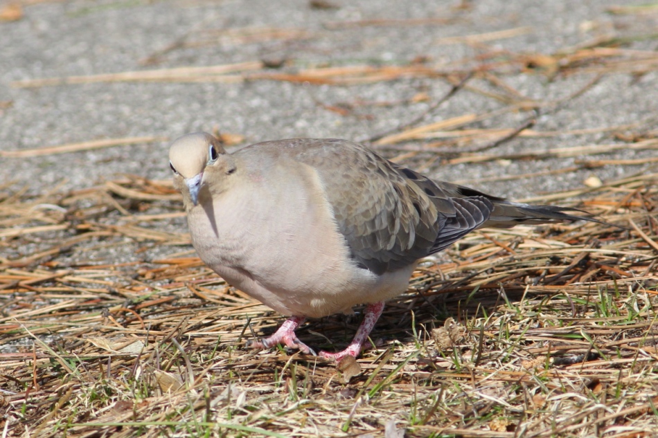 Mourning dove, not cropped