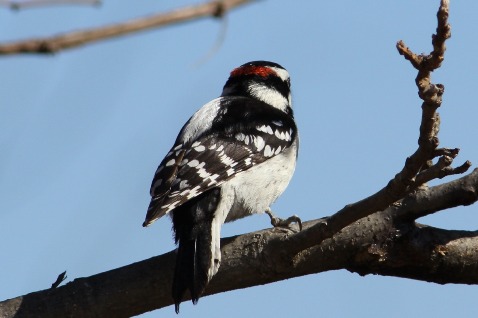 Male downy woodpecker
