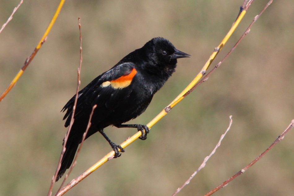Male red-winged blackbird singing