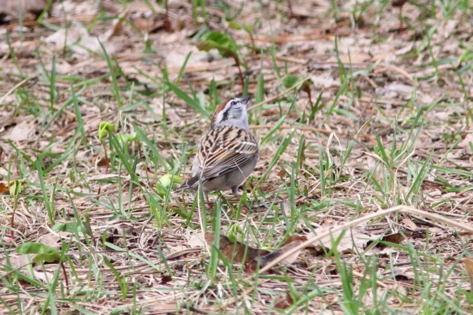 Chipping sparrow looking for its mate