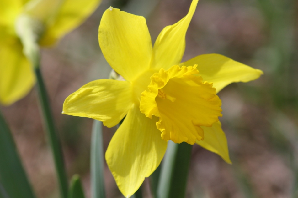 daffodil 