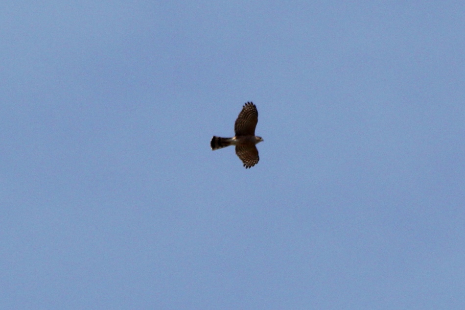 Sharp-shinned hawk in flight