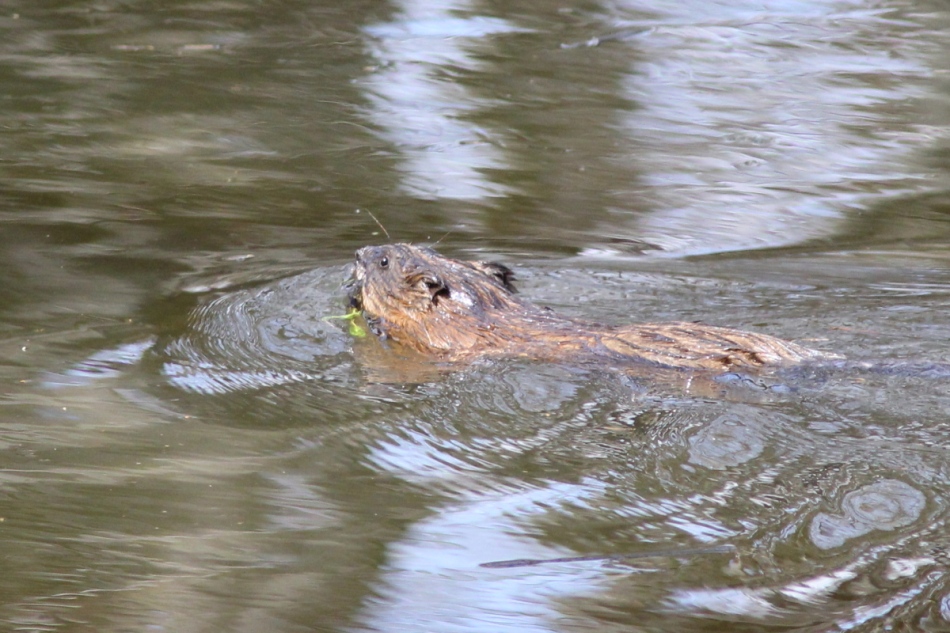 Muskrat with lunch