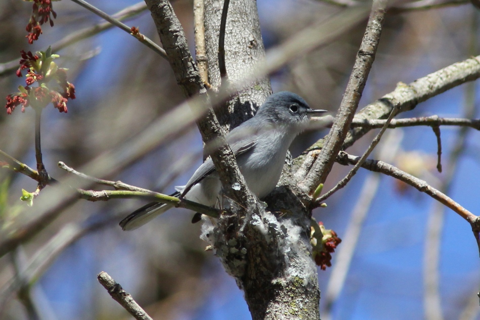Blue-grey gnatcatcher building its nest