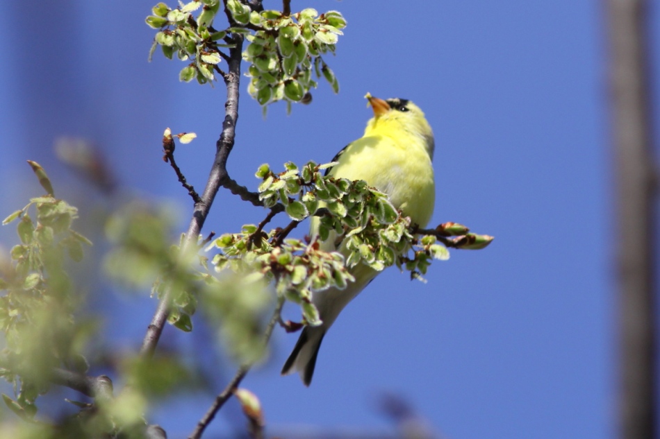 American goldfinch eating flowers