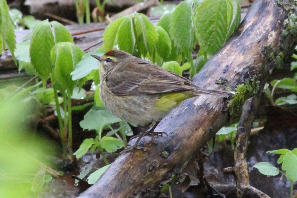 Palm warbler in the rain