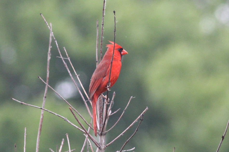 Male northern cardinal