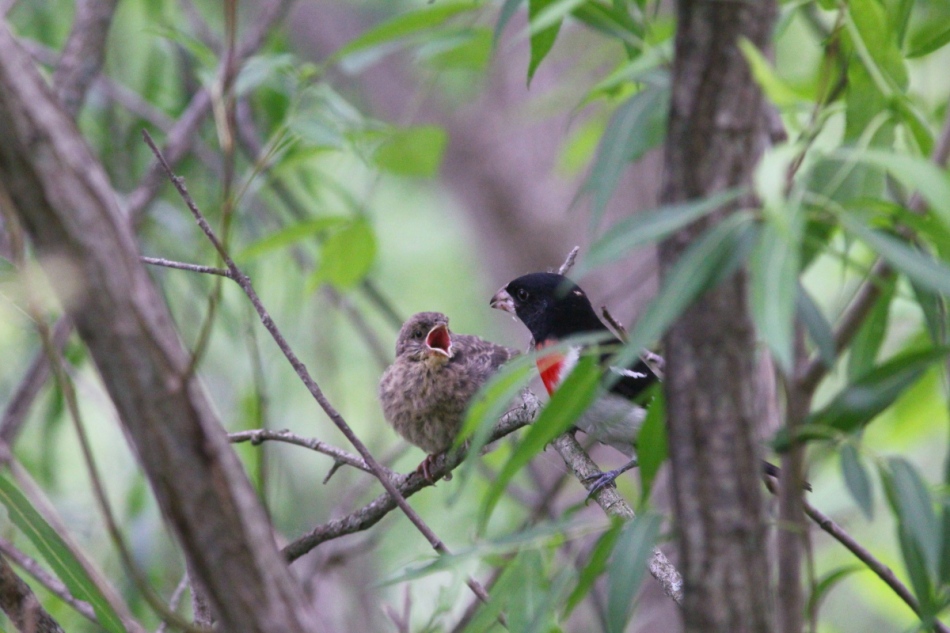 Adult male rose-breasted grosbeak feeding one of its young