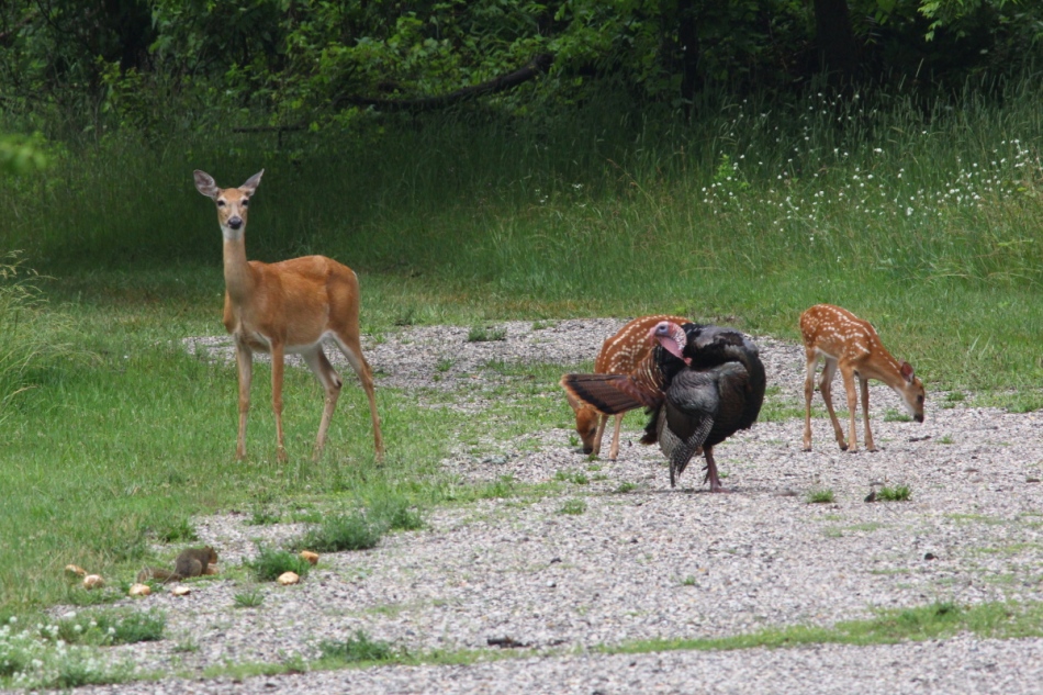 Whitetail deer, turkey, and fox squirrel