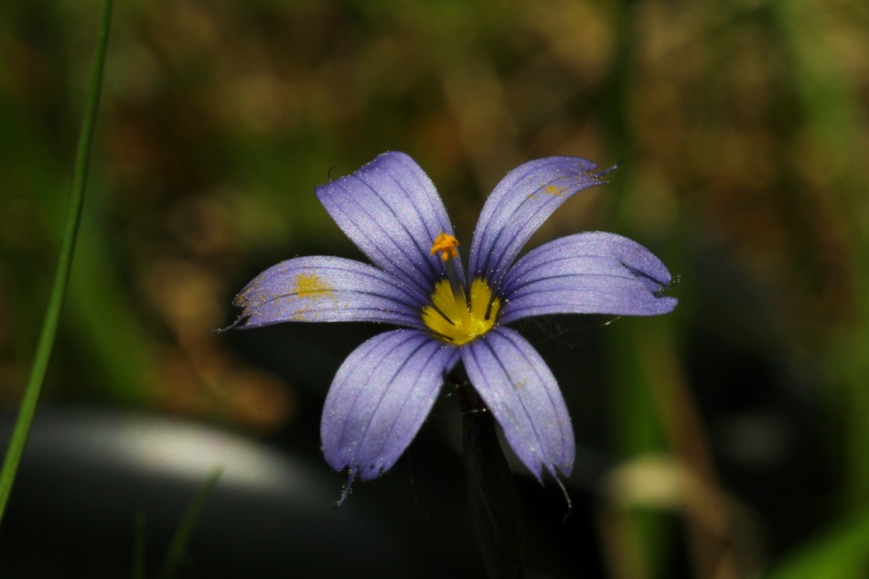 Atlantic blue-eyed grass, Tokina 100 mm macro lens