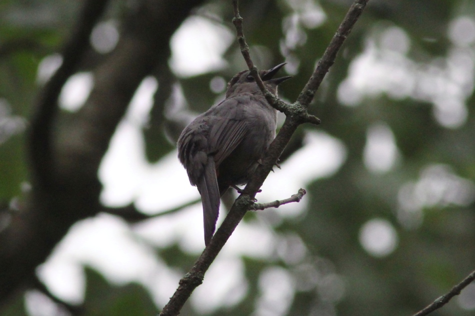 Male grey catbird singing