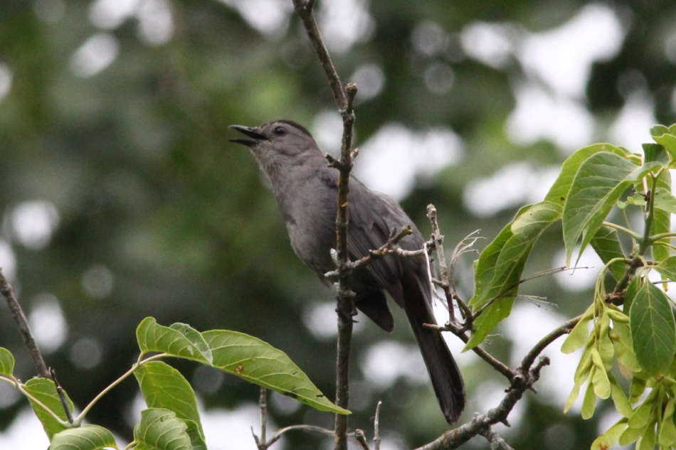 Male grey catbird singing