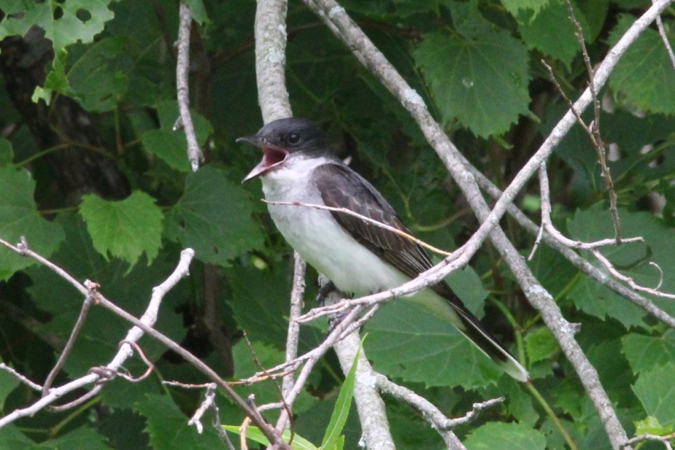 Juvenile eastern kingbird