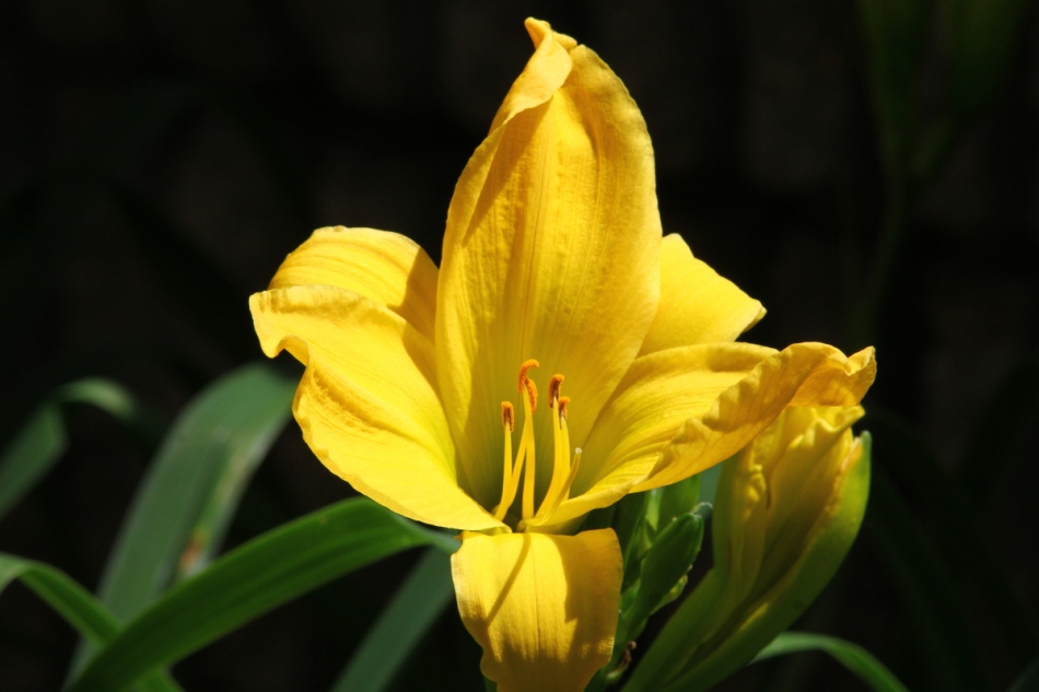 Yellow day lily