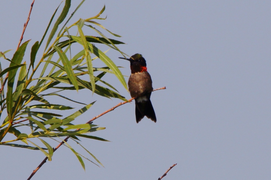 Male Ruby-throated hummingbird 