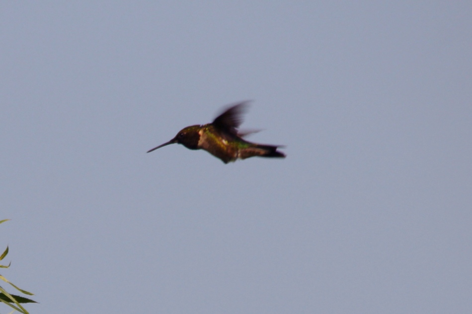 Ruby-throated hummingbird in flight