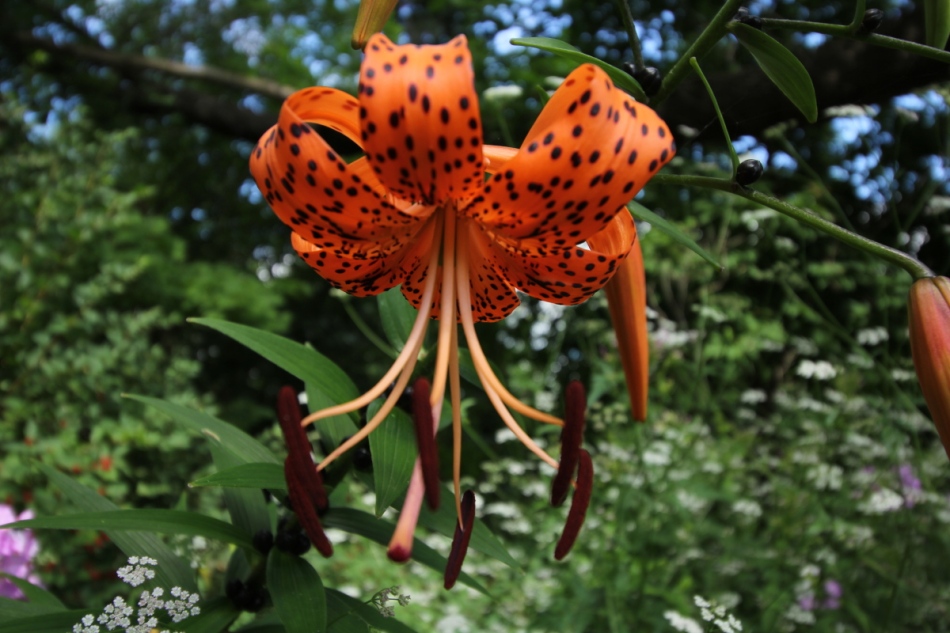 Michigan lily