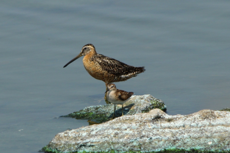 Short-billed dowitcher and least sandpiper
