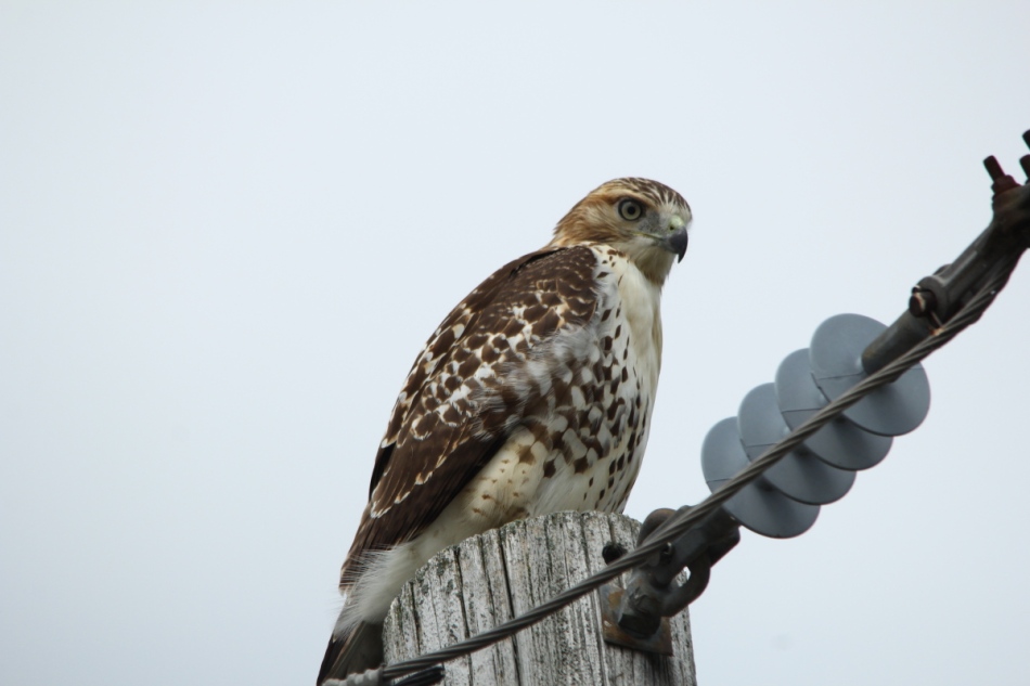 Red-tailed hawk, not cropped
