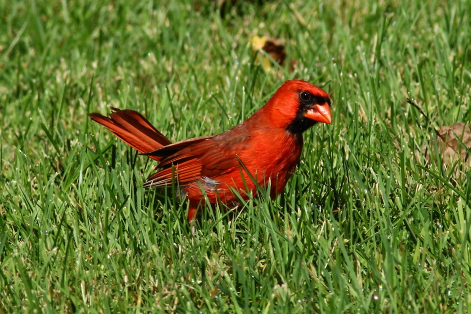 Male northern cardinal 