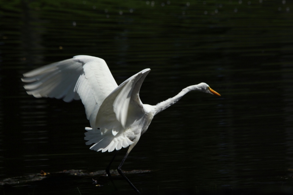 Great egret taking flight