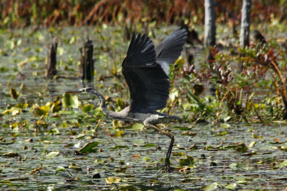 Great blue heron taking flight