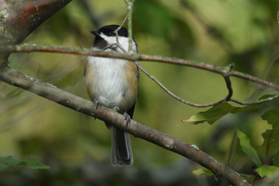 Black-capped chickadee shot with flash
