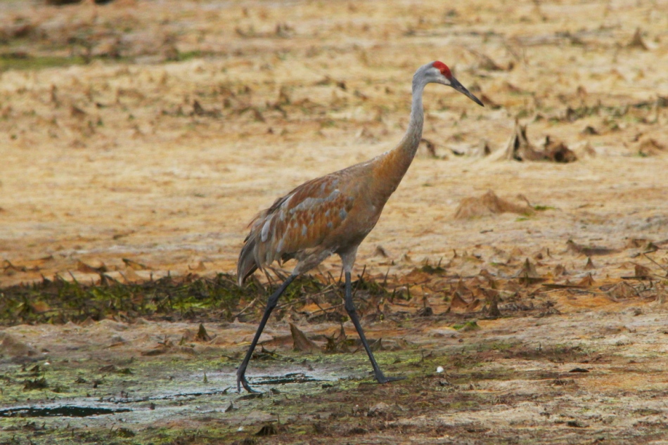 Male sandhill crane