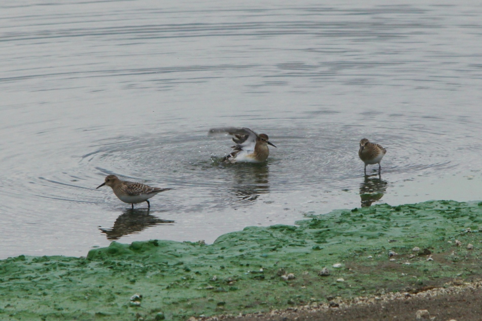 Least sandpipers