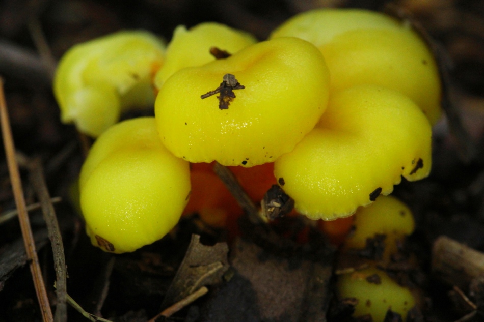 Unidentified yellow fungi