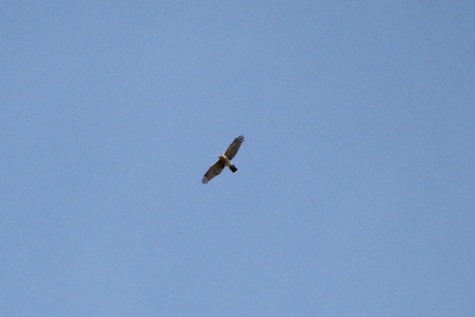 Cooper's hawk in flight