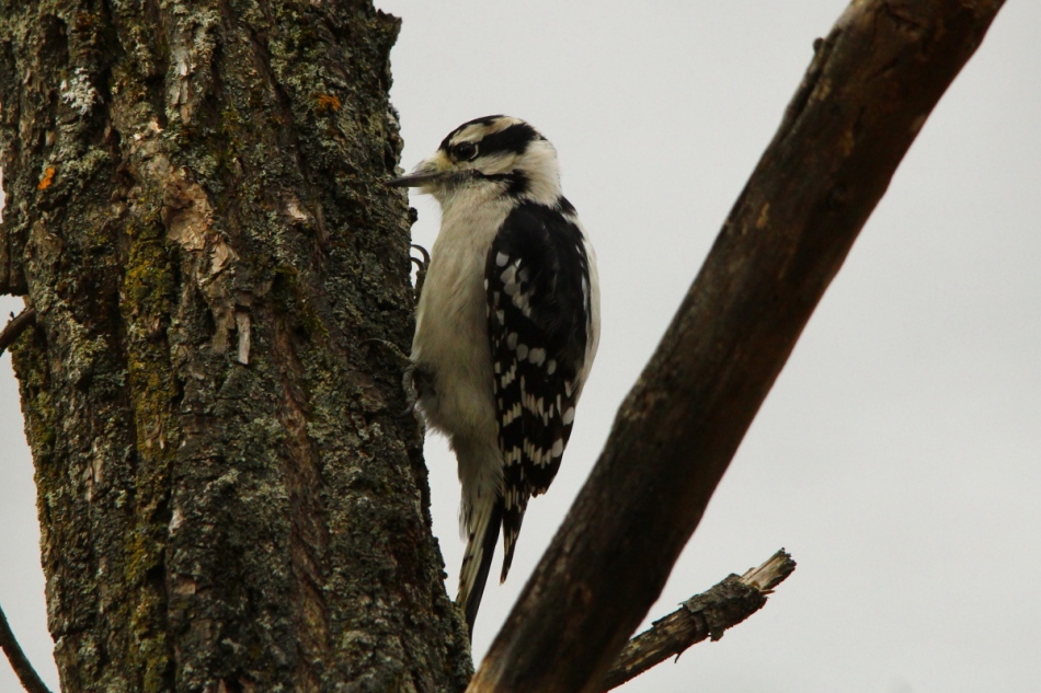 Female downy woodpecker