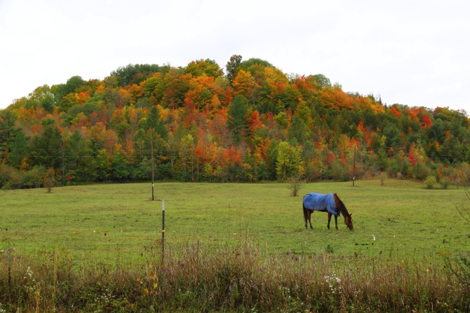 Horse in the fall