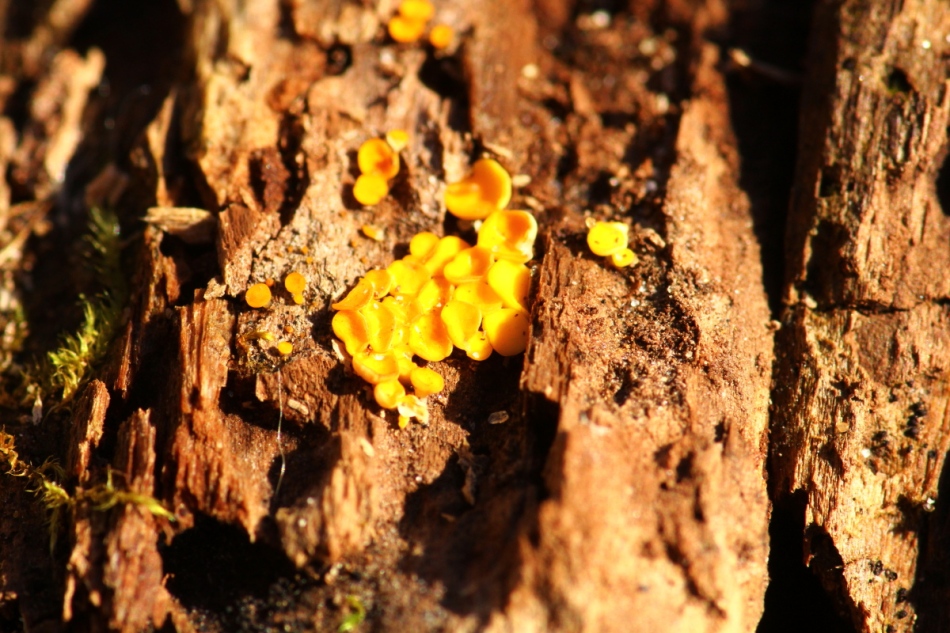 Tiny unidentified fungal objects