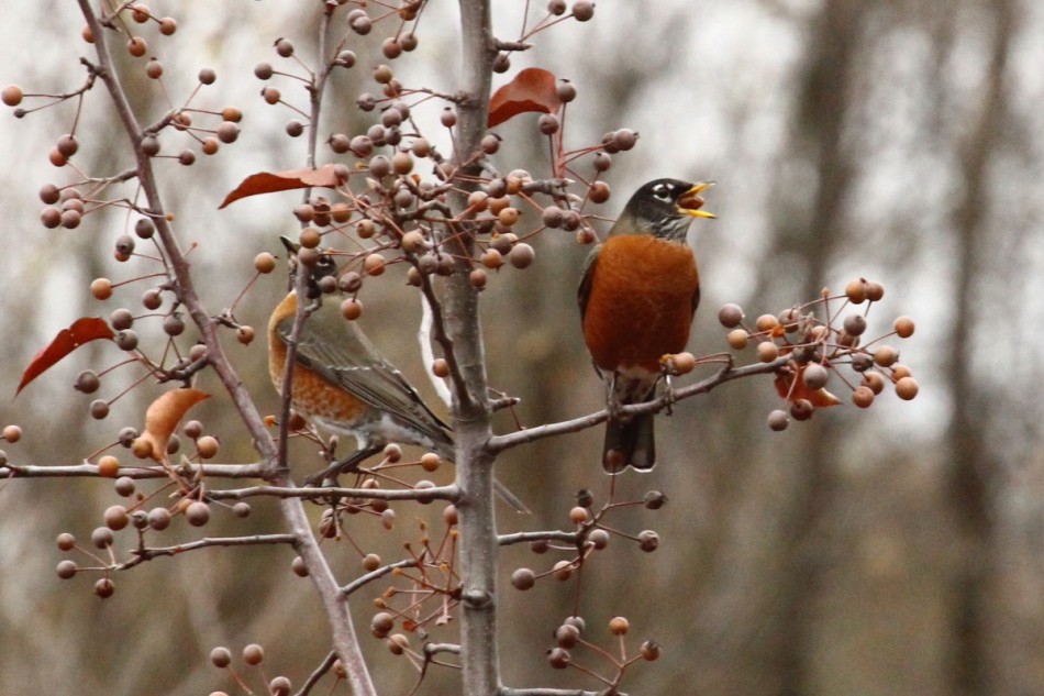 American robin chewing a berry