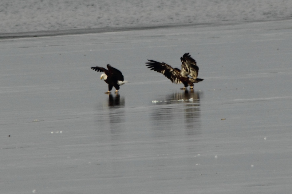 Immature bald eagle and an adult