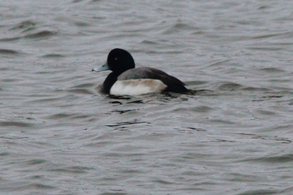 Greater or lesser scaup