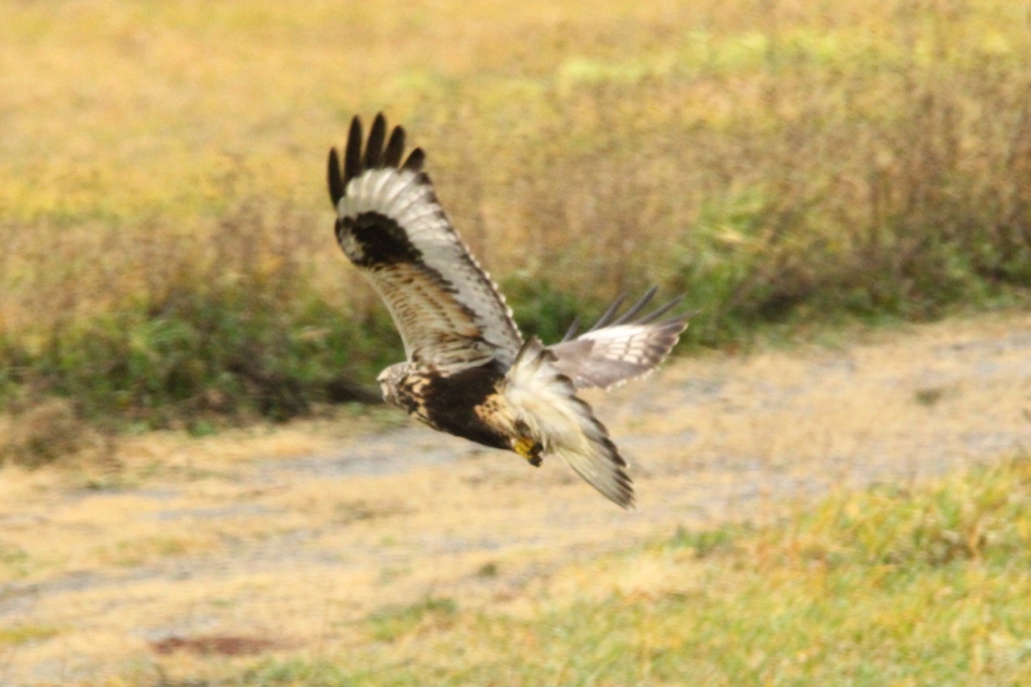 Rough-legged Hawk, Buteo lagopus