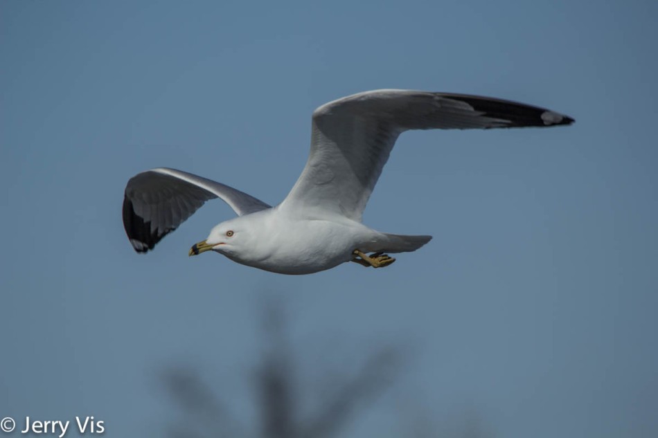 Ring-billed gull in flight