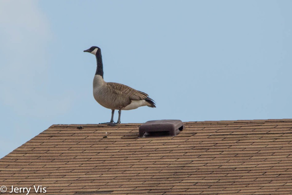 Rooftop Canada goose