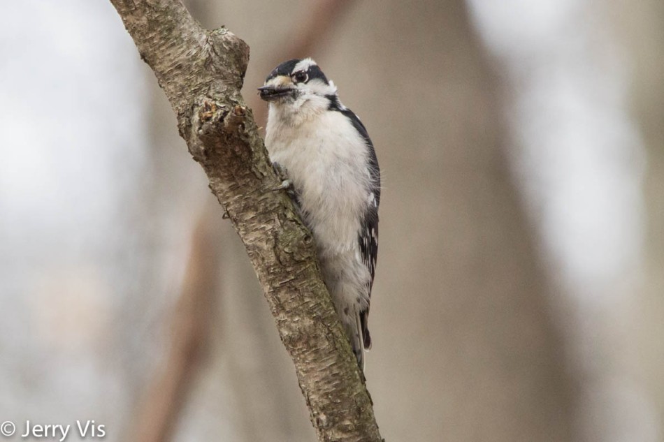 Downy woodpecker finding food