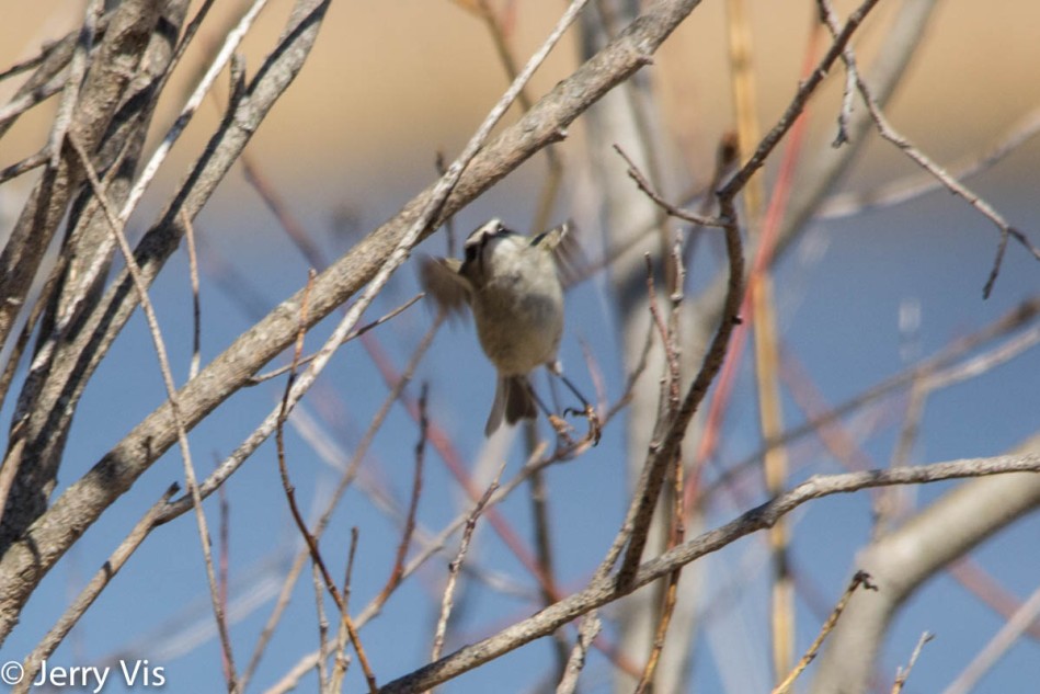Golden-crowned kinglet being difficult