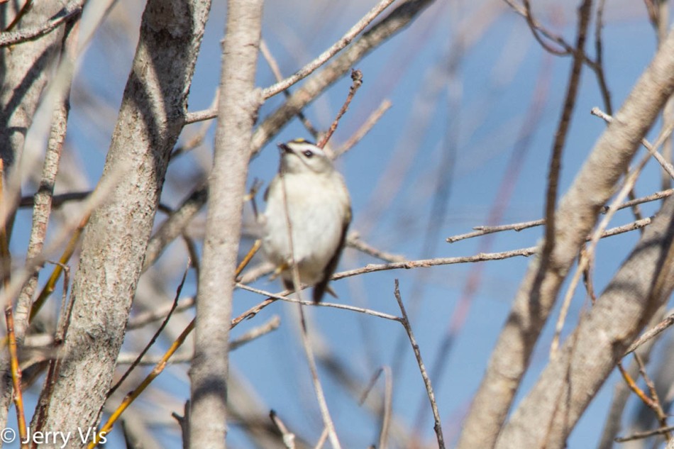 Golden-crowned kinglet being difficult