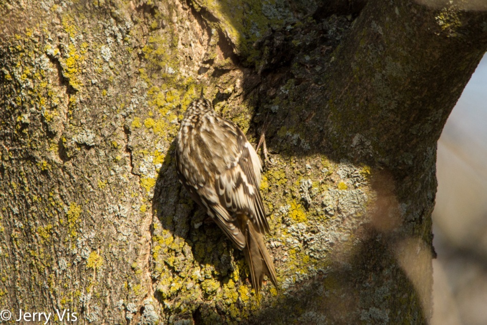 Brown creeper on the move