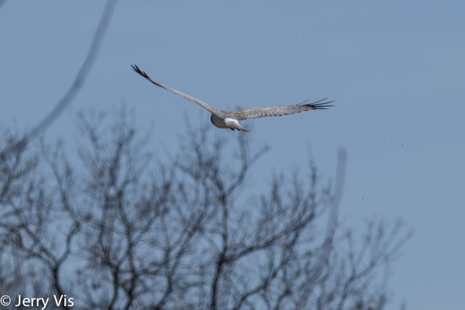Male northern harrier in flight